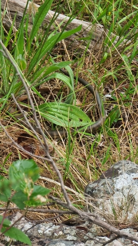 Tiger Snake sighting