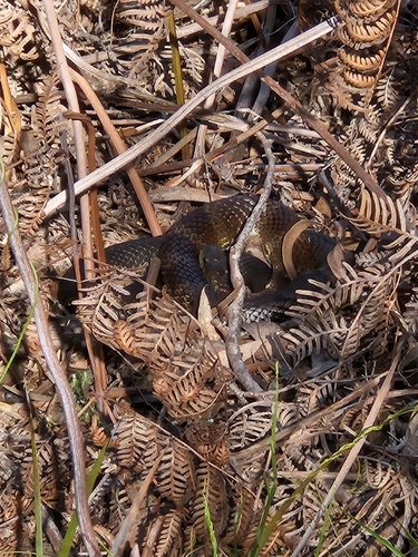 Tiger Snake sighting