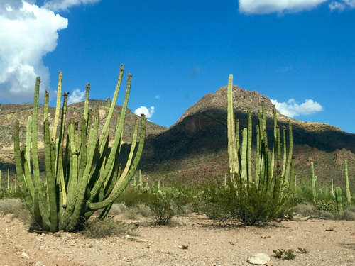 organ pipe cactus