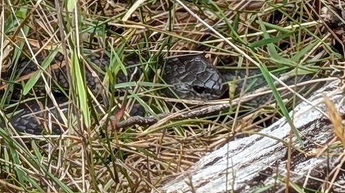 Tiger Snake sighting