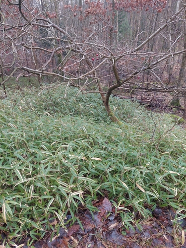 Tsuboiana bamboo (Sasa tsuboiana)
