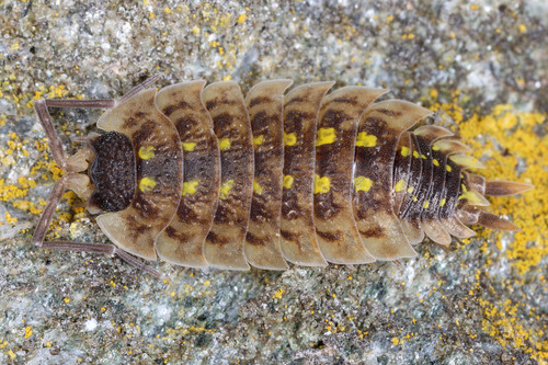 Brickwork Woodlouse — photo 1