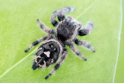Phidippus bidentatus