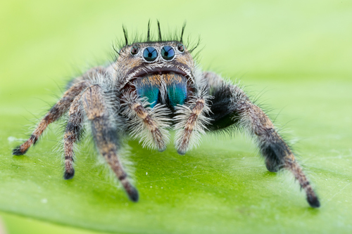 Phidippus bidentatus