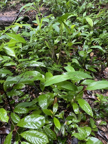 Cavendish banana