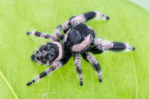 Phidippus bidentatus