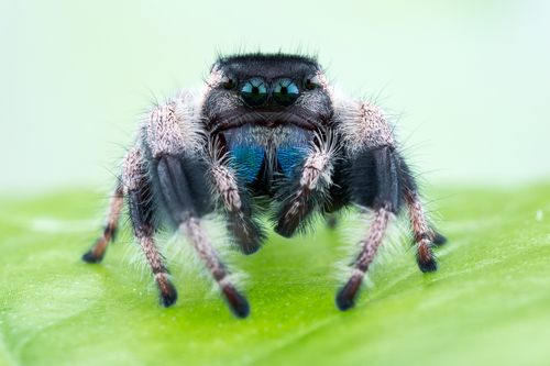 Phidippus bidentatus