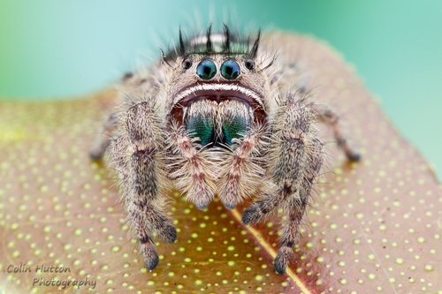 Phidippus bidentatus