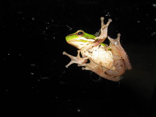 Eastern dwarf tree frog (Litoria fallax) - JungleDragon