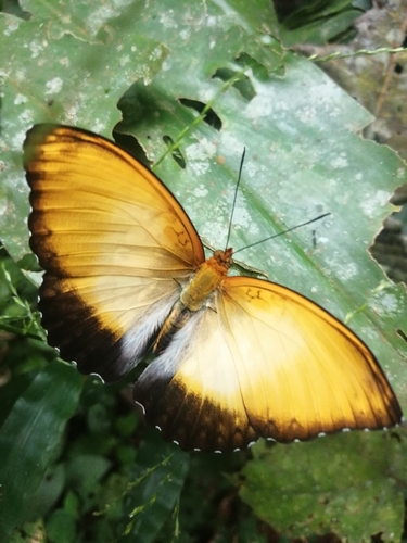 Becker's creamy yellow glider