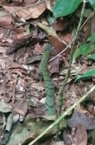 Forest Night Adder