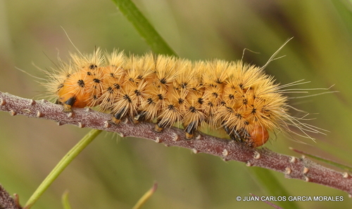 Lerina incarnata
