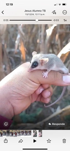 Balsas mouse opossum