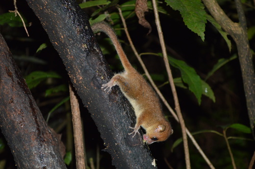 Rufous Mouse Lemur