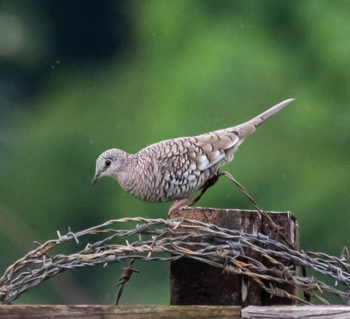 Scaled Dove