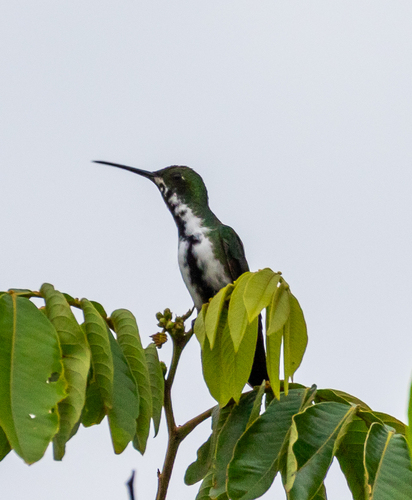 Black-throated Mango