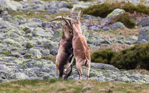Iberian Ibex