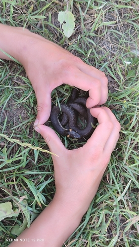 grass snake