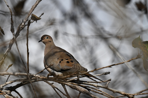 iNaturalist observation photo of Mourning Dove