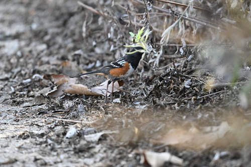 iNaturalist observation photo of Spotted Towhee