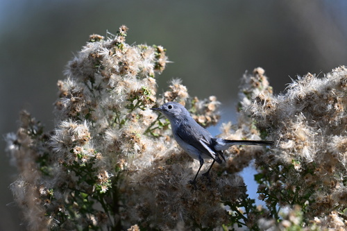 iNaturalist observation photo of Blue-gray Gnatcatcher
