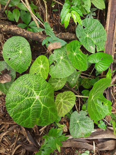 Begonia paulensis