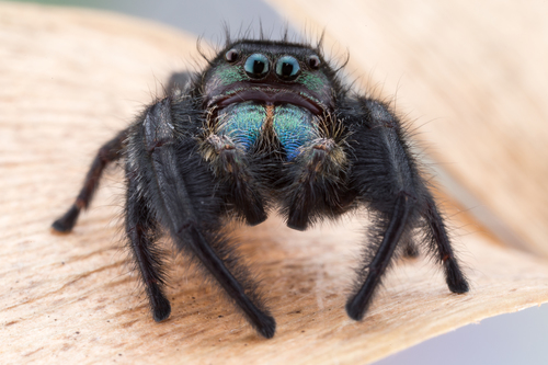 Phidippus bidentatus
