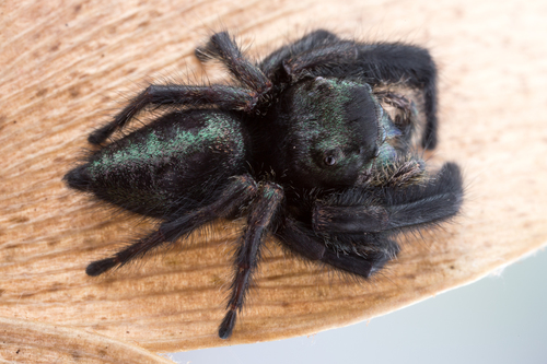 Phidippus bidentatus
