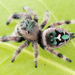 Phidippus bidentatus - Photo (c) c_hutton, all rights reserved, uploaded by c_hutton