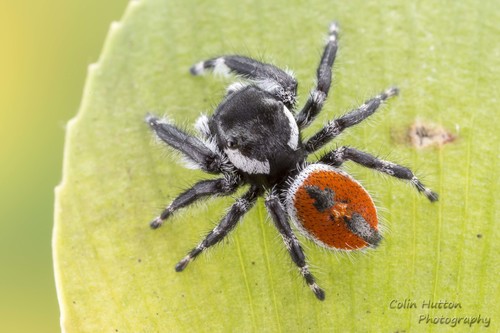 Phidippus californicus