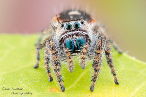 Phidippus californicus