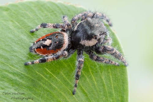 Phidippus californicus