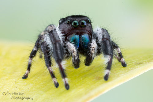 Phidippus californicus