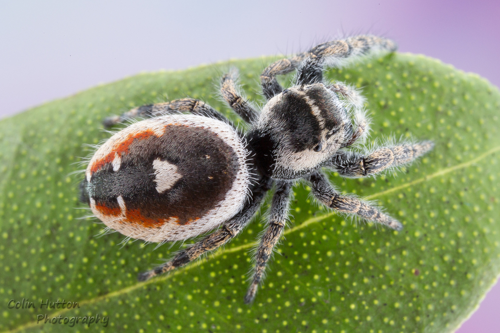 California jumping spider