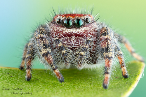 Cardinal Jumping Spider