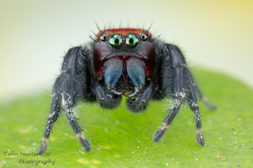 Cardinal Jumping Spider