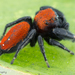 Cardinal Jumping Spider - Photo (c) c_hutton, all rights reserved, uploaded by c_hutton