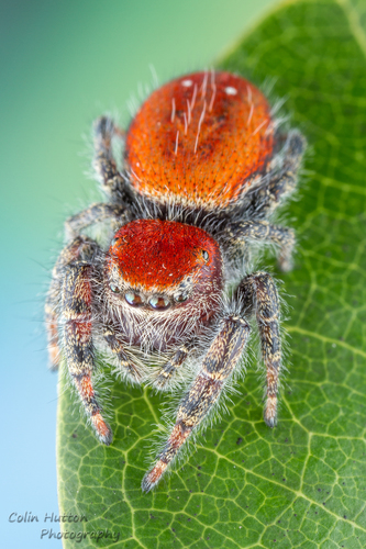 Cardinal Jumping Spider