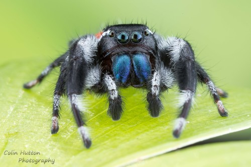 Phidippus carneus