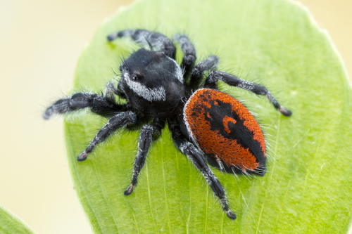 Phidippus carneus