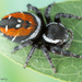 Phidippus carneus - Photo (c) c_hutton, all rights reserved, uploaded by c_hutton