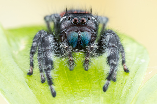 Phidippus carneus