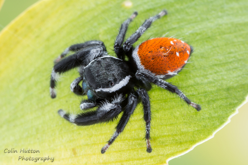 Phidippus carneus