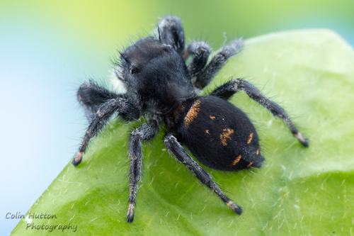 Phidippus carneus