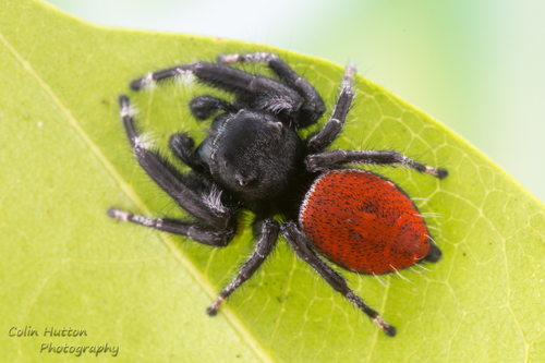 Phidippus carneus