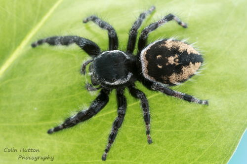 Phidippus carneus