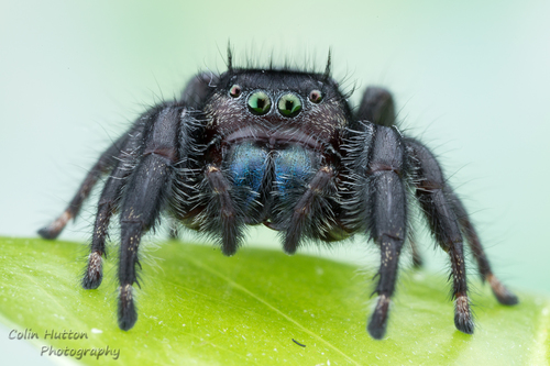 Phidippus carneus