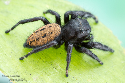 Phidippus carneus