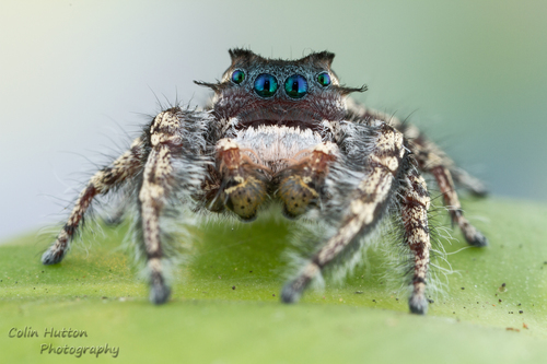 Carolina Jumping Spider