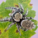 Carolina Jumping Spider - Photo (c) c_hutton, all rights reserved, uploaded by c_hutton